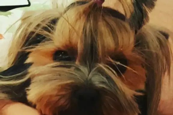 Собаки потеряшки, Старокучергановка, фото: Потеряшка собака Джесси в Старокучергановке, Астраханская область