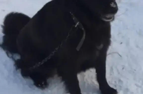 Собака в районе Дубравы, Соликамск