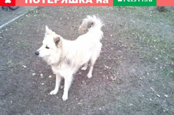 Умная собака найдена в Коломне, ищем владельца