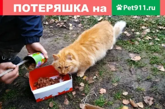 Пропали коты: найдена одна в деревне Старое Мелково