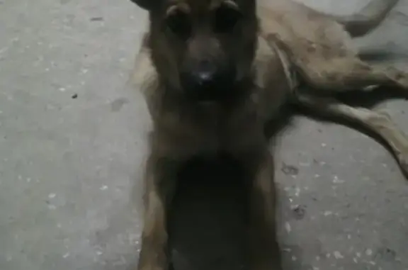Найдена собака в Чехове, МО, микрорайон Венюкого, у 120-го дома.