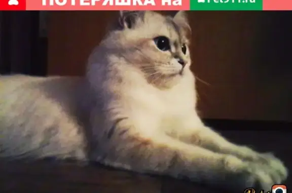 Пропала кошка в Ростовской области