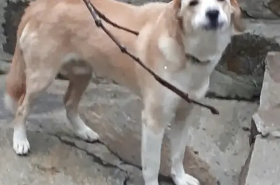 Найдена собака в поселке Красный камень, ищут хозяев‼