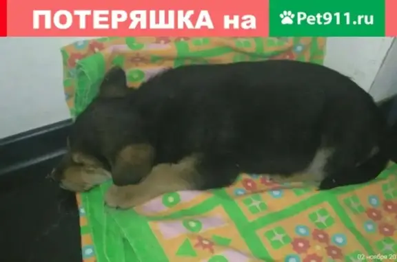 Найдена собака на улице Красная Горка, 37А