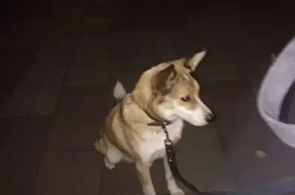 Найдена собака в районе Тульской