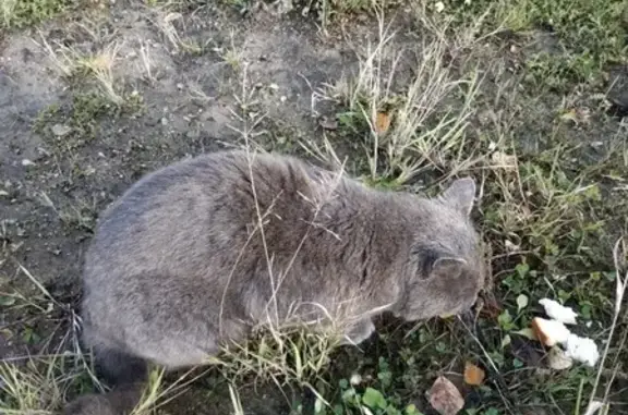 Найден британский кот на промзоне в СПб