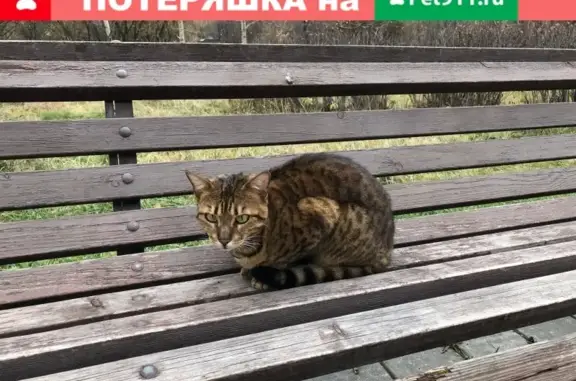 Найдена кошка с ошейником в парке Городни, Москва