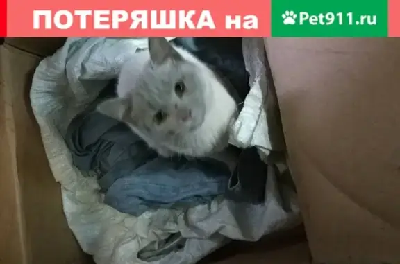 Найдена кошка в мазуте на пром.зоне, Оренбург