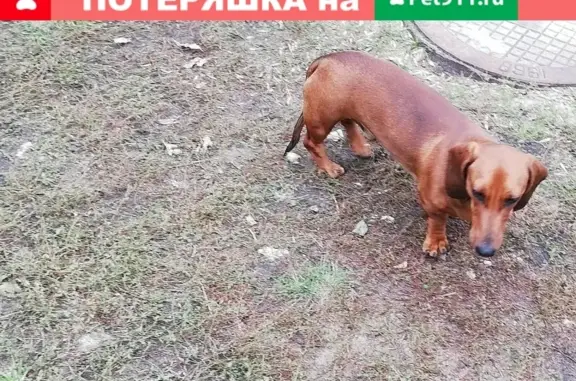 Пропала собака в Борисоглебске, Линейная улица, 30