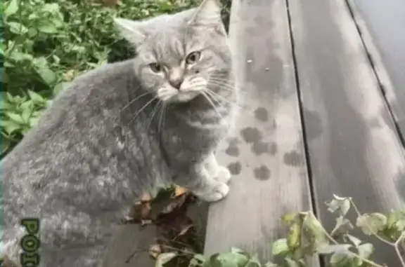 Пропала кошка, найден кот в Солнечногорском районе, деревня Никольское
