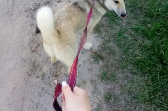Собаки потеряшки, Краснобаковский район, фото: Потеряшка собака в Нижегородской области с ошейником