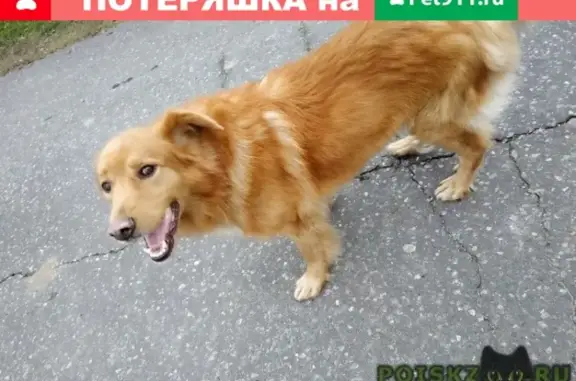 Пропала и найдена добрая собака в Воскресенском районе Московской области