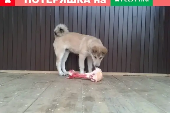 Собаки потеряшки, Репное (воронеж), фото: Потеряшка собака на Софьинской улице (Воронеж)