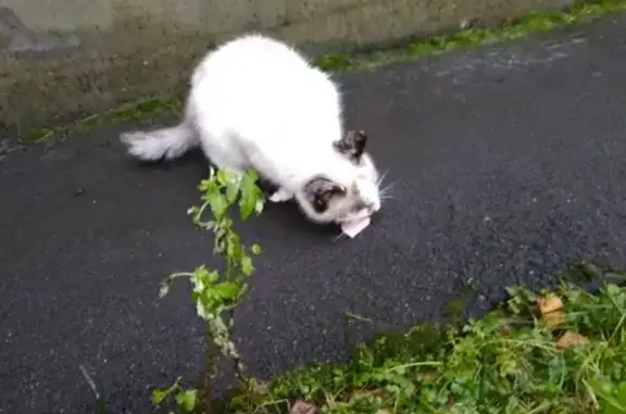 Найдена ручная кошка в деревне Спасское, Московская область