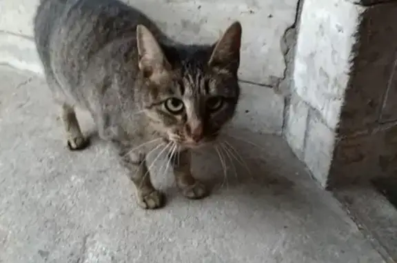 Найдена кошка в Центральном районе СПб