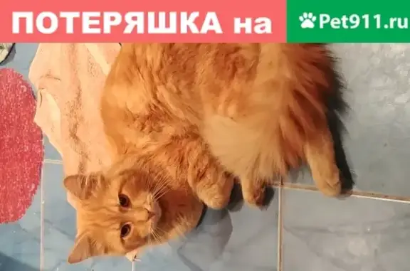 Найден домашний кот на Бакинской, 25