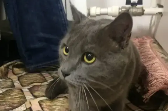 Найден серый кот в Дзержинце, дом 15.