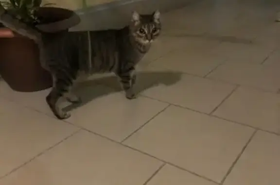 Найдена кошка в Змеиногорском тракте