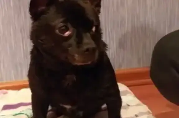 Собака найдена в Серпухове, район Заборье.