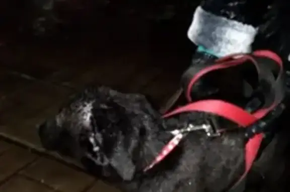 Найден щенок на пр. Ленина, Электросталь - ищет дом