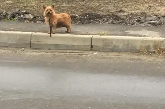 Найдена собака в районе переезда ж/д в Брянске