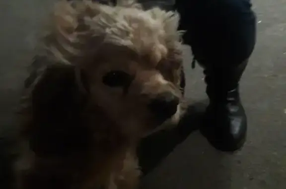 Найдена домашняя собака возле жд вокзала в Орле