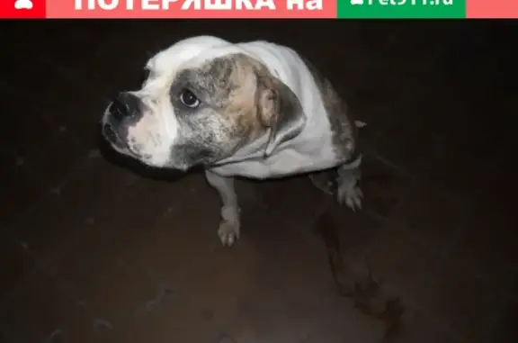 Найдена собака в Фрязино, ищем хозяев!