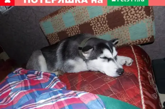 Пропала собака Герда в Шушарах, носит зеленый ошейник (СПб)