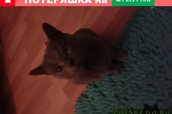 Пропала кошка, найден серый кот в Бобровке, Барнаул.