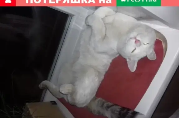 Пропала кошка на ул. Чкалова, 24 (Чита)