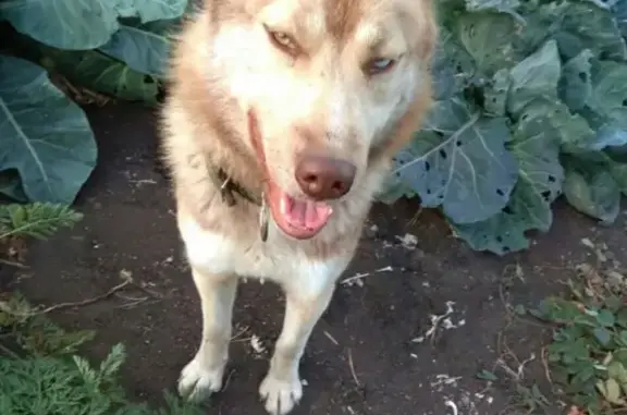 Найдена собака Рыжик в Магнитогорске