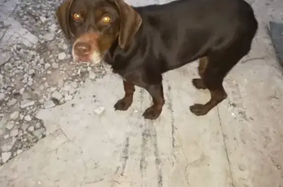 Собака найдена на острове, ищем хозяев. Ульяновская область, Димитровград.