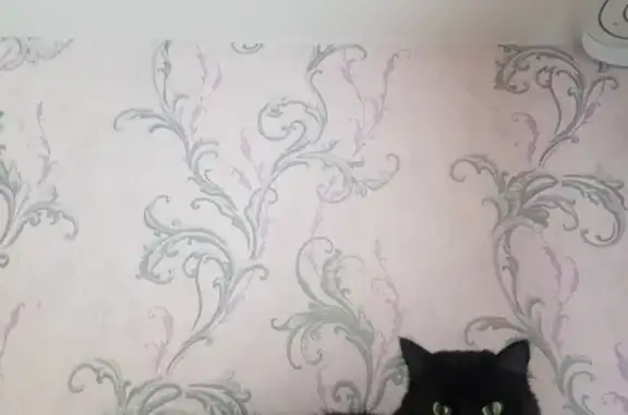 Кошки потеряшки, Тюмень, фото: Потеряшка кошка на 50 лет Октября, 26 (Тюмень)