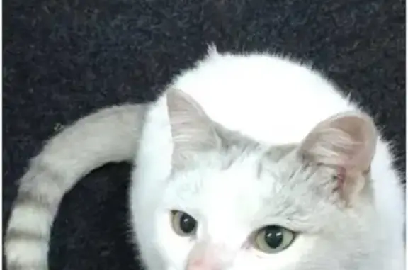 Пропал белый кот с чёрными отметинами в Красном Абакане, Хакасия