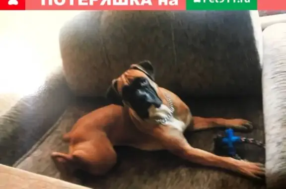 Пропала собака «Лаффи» в Луховицах, МО
