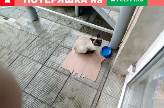 Ухоженная сиамская кошка на пр. Ленина 24