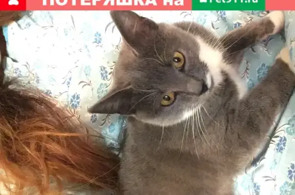 Найдена домашняя кошка в Новомосковске, микрорайон Сокольники