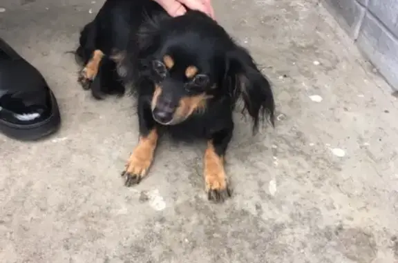 Найдена собака в Южном Бутово, Москва: 04.11.18