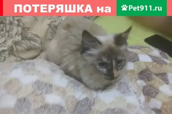 Найдена кошка на ул. Генерала Штеменко, 25