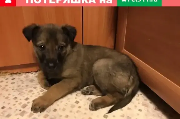 Найден щенок овчарки на улице Родники, Новосибирск