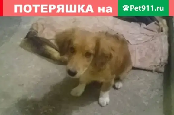 Найден замерзший пес на ул. Купеческой в Железногорске
