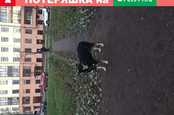 Найдена собака на 18 линии В.О. в СПб