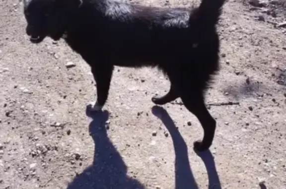 Найдена собака возле 10й школы в Симферополе