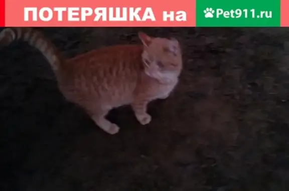 Найдена кошка в поселке Кобона, Ленобласть