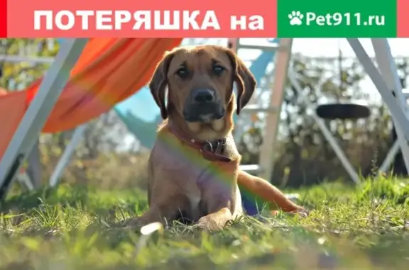 Пропала собака в ст. Калужская, Краснодарский край.