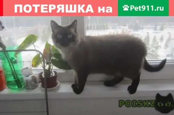 Пропала сиамская кошка по адресу: пр-т Октября, 112/3, г. Уфа.