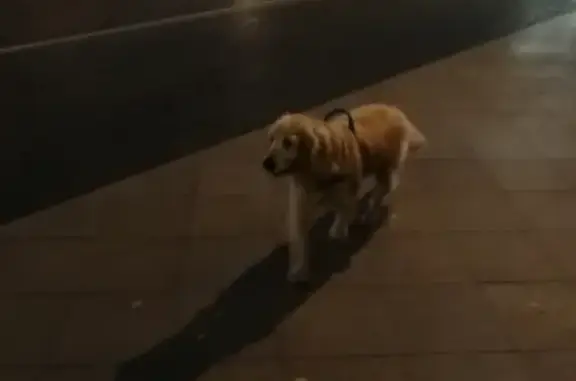 Собака потерялась на улице Покровка, идет в сторону Потаповского переулка