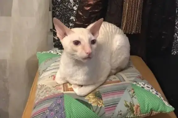 Кошки потеряшки, Малое Исаково, фото: Потеряшка кошка в Малом Исаково, вознаграждение гарантировано