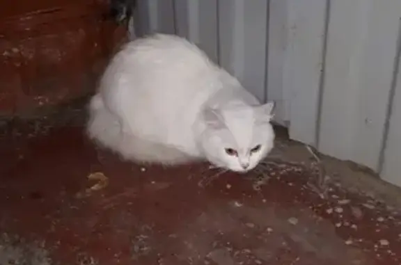 Найдена кошка в подъезде на Фучика, 2