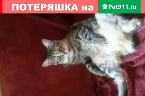 Пропала кошка в Казани, пос. Вознесенское, ул. Цветочная